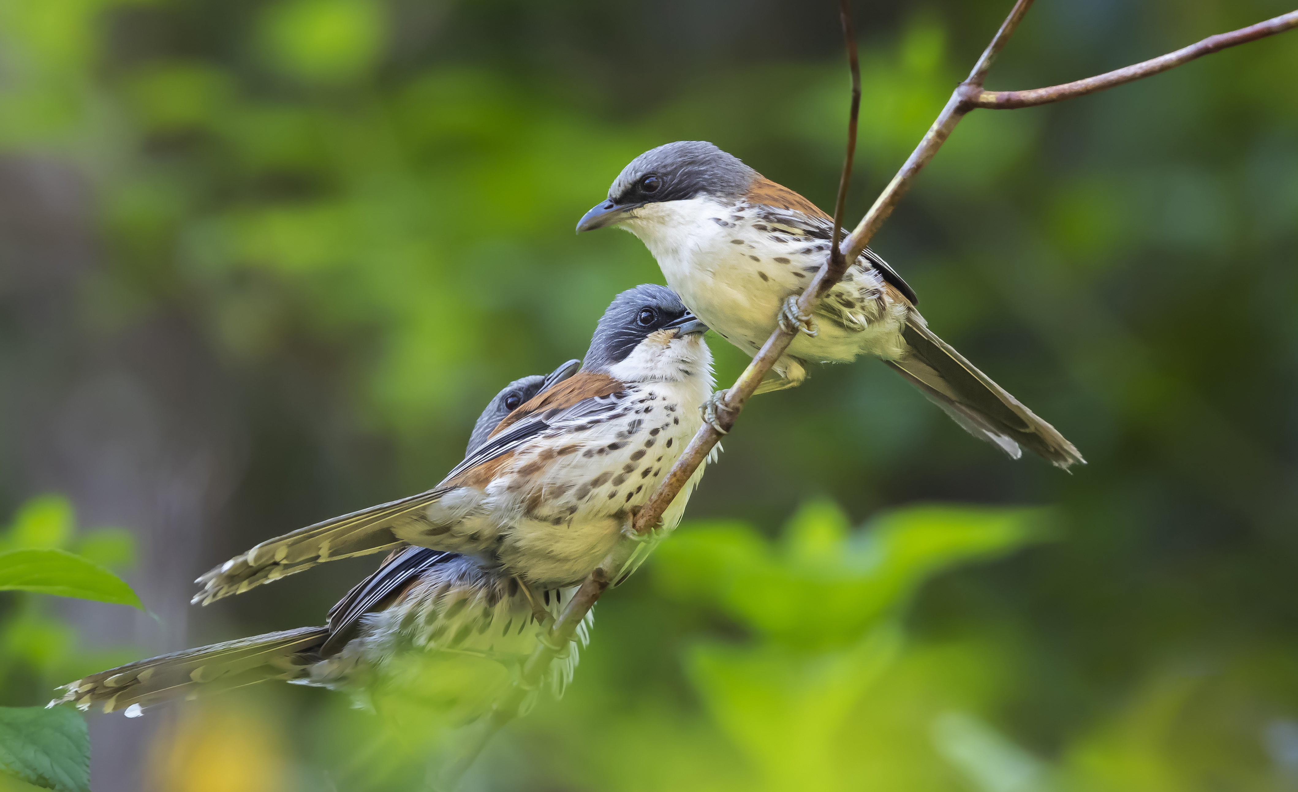 Grey-crowned Crocias